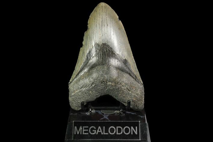 Large, Fossil Megalodon Tooth #92679
